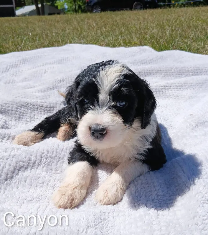 Canyon – Bernese Mountain Dog, Portuguese Water Dog puppy for sale in Tryon, NC