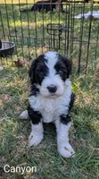 Canyon, a male Bernese Mountain Dog and Portuguese Water Dog for sale in Tryon, NC – Photo 2 of 2