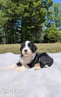 Canyon, a male Bernese Mountain Dog and Portuguese Water Dog for sale in Tryon, NC – Photo 1 of 2