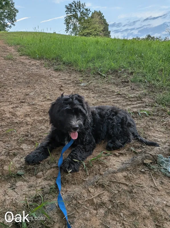 Oak – Bernese Mountain Dog, Portuguese Water Dog puppy for sale in Tryon, NC