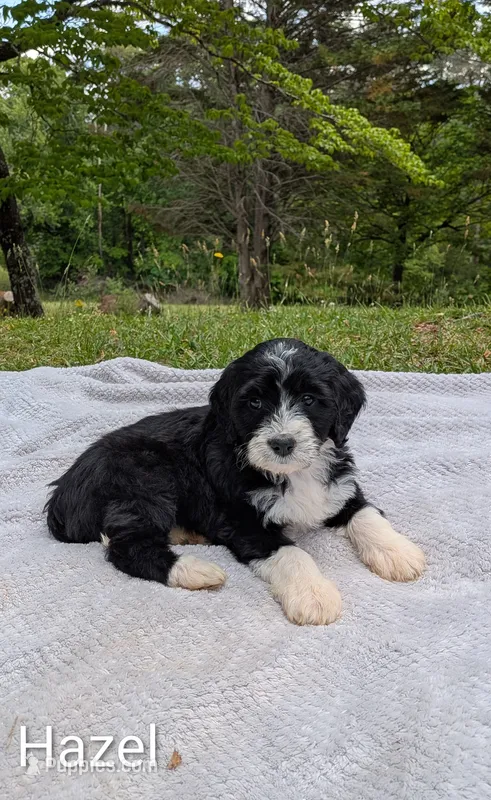Hazel  – Bernese Mountain Dog, Portuguese Water Dog puppy for sale in Tryon, NC