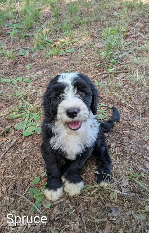 Spruce – Bernese Mountain Dog, Portuguese Water Dog puppy for sale in Tryon, NC