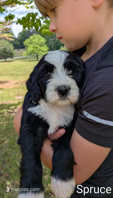 Spruce – Bernese Mountain Dog, Portuguese Water Dog puppy for sale in Tryon, NC