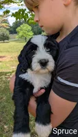 Spruce, a male Bernese Mountain Dog and Portuguese Water Dog for sale in Tryon, NC – 1 of 4