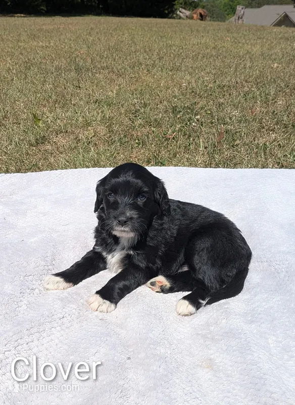 Clover – Bernese Mountain Dog, Portuguese Water Dog puppy for sale in Tryon, NC