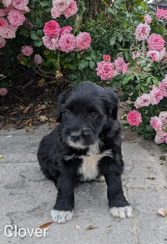 Clover – Bernese Mountain Dog, Portuguese Water Dog puppy for sale in Tryon, NC