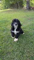 Leo, a male Bernese Mountain Dog and Portuguese Water Dog for sale in Tryon, NC – 9 of 10