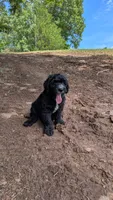 Oak, a male Bernese Mountain Dog and Portuguese Water Dog for sale in Tryon, NC – 6 of 9