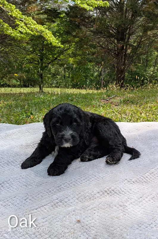 Oak – Bernese Mountain Dog, Portuguese Water Dog puppy for sale in Tryon, NC