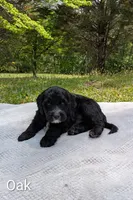 Oak, a male Bernese Mountain Dog and Portuguese Water Dog for sale in Tryon, NC – 1 of 5