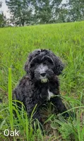 Oak, a male Bernese Mountain Dog and Portuguese Water Dog for sale in Tryon, NC – 1 of 9