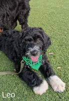 Leo, a male Bernese Mountain Dog and Portuguese Water Dog for sale in Tryon, NC – 5 of 10