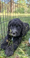 Oak, a male Bernese Mountain Dog and Portuguese Water Dog for sale in Tryon, NC – 2 of 5