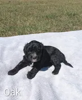 Oak, a male Bernese Mountain Dog and Portuguese Water Dog for sale in Tryon, NC – 3 of 5