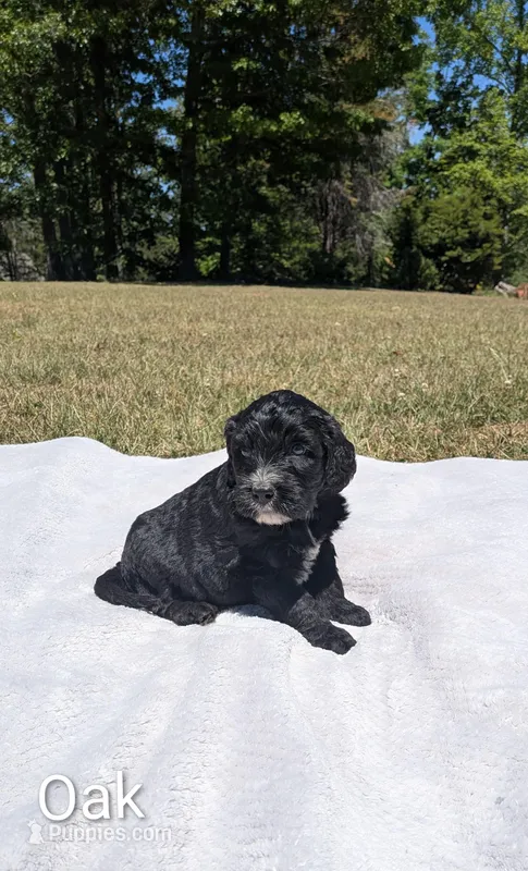 Oak – Bernese Mountain Dog, Portuguese Water Dog puppy for sale in Tryon, NC