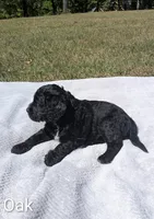 Oak, a male Bernese Mountain Dog and Portuguese Water Dog for sale in Tryon, NC – 4 of 5