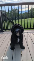 Oak, a male Bernese Mountain Dog and Portuguese Water Dog for sale in Tryon, NC – 3 of 9