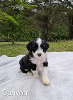 Canyon, a male Bernese Mountain Dog and Portuguese Water Dog for sale in Tryon, NC – 1 of 5