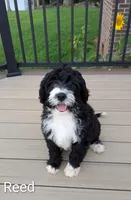 Reed, a male Bernese Mountain Dog and Portuguese Water Dog for sale in Tryon, NC – 2 of 10