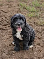 Forrest, a male Bernese Mountain Dog and Portuguese Water Dog for sale in Tryon, NC – 7 of 9
