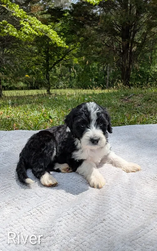 River – Bernese Mountain Dog, Portuguese Water Dog puppy for sale in Tryon, NC