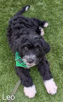 Leo, a male Bernese Mountain Dog and Portuguese Water Dog for sale in Tryon, NC – 3 of 10