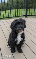 Forrest, a male Bernese Mountain Dog and Portuguese Water Dog for sale in Tryon, NC – 4 of 9