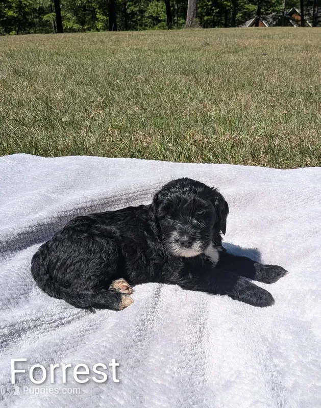 Forrest – Bernese Mountain Dog, Portuguese Water Dog puppy for sale in Tryon, NC