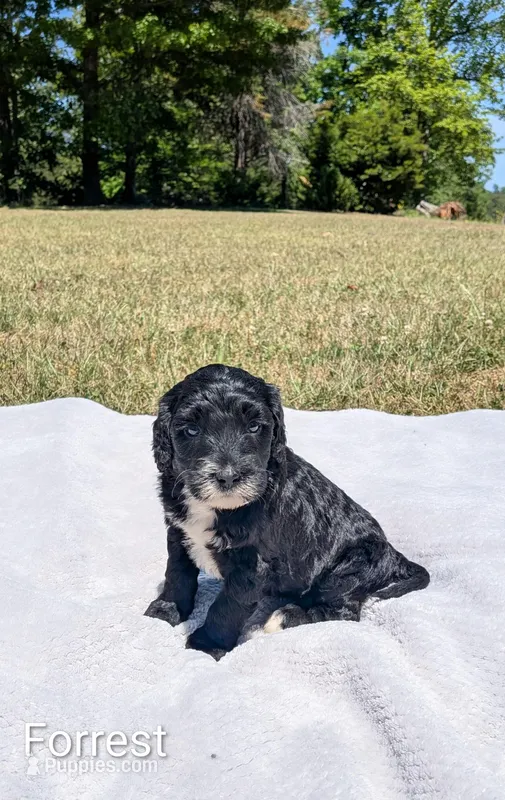 Forrest – Bernese Mountain Dog, Portuguese Water Dog puppy for sale in Tryon, NC