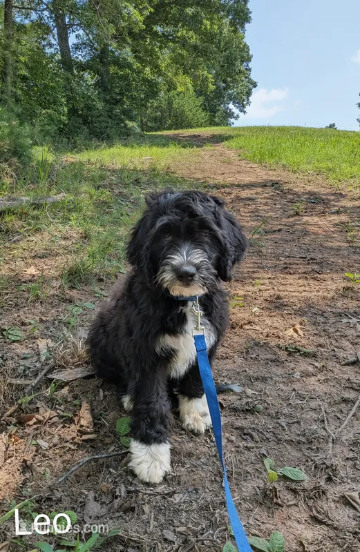 Leo – Bernese Mountain Dog, Portuguese Water Dog puppy for sale in Tryon, NC