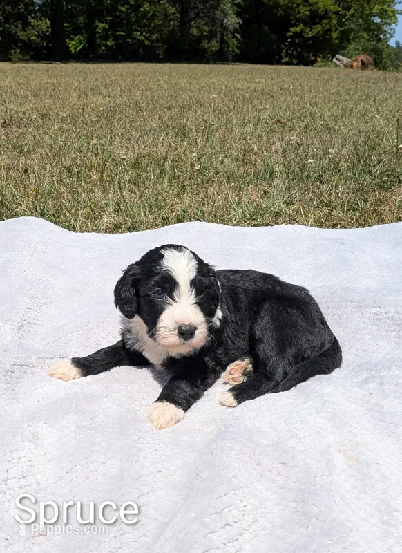 Spruce – Bernese Mountain Dog, Portuguese Water Dog puppy for sale in Tryon, NC