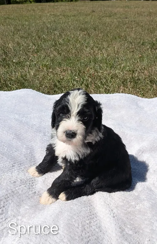 Spruce – Bernese Mountain Dog, Portuguese Water Dog puppy for sale in Tryon, NC