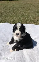 Spruce, a male Bernese Mountain Dog and Portuguese Water Dog for sale in Tryon, NC – 2 of 4