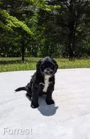 Forrest, a male Bernese Mountain Dog and Portuguese Water Dog for sale in Tryon, NC – 1 of 3