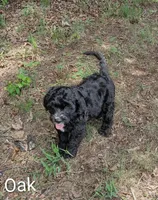 Oak, a male Bernese Mountain Dog and Portuguese Water Dog for sale in Tryon, NC – 5 of 9