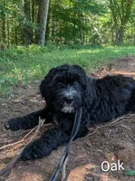 Oak, a male Bernese Mountain Dog and Portuguese Water Dog for sale in Tryon, NC – 2 of 9