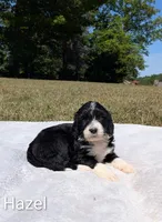 Hazel , a female Bernese Mountain Dog and Portuguese Water Dog for sale in Tryon, NC – 3 of 3