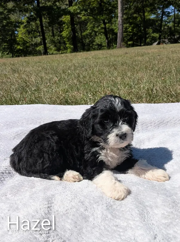 Hazel  – Bernese Mountain Dog, Portuguese Water Dog puppy for sale in Tryon, NC