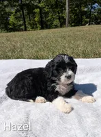 Hazel , a female Bernese Mountain Dog and Portuguese Water Dog for sale in Tryon, NC – 2 of 3