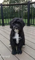 Forrest, a male Bernese Mountain Dog and Portuguese Water Dog for sale in Tryon, NC – 2 of 9