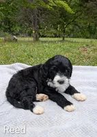 Reed, a male Bernese Mountain Dog and Portuguese Water Dog for sale in Tryon, NC – 1 of 4