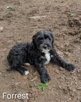 Forrest, a male Bernese Mountain Dog and Portuguese Water Dog for sale in Tryon, NC – 6 of 9