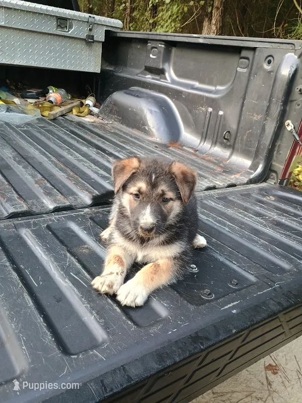 Fuzzy  – Belgian Malinois, German Shepherd Dog puppy for sale in Andalusia, AL