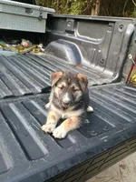 Bear, a male Belgian Malinois and German Shepherd Dog for sale in Andalusia, AL – 1 of 4