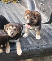 Wolfie, a male Belgian Malinois and German Shepherd Dog for sale in Andalusia, AL – 3 of 4