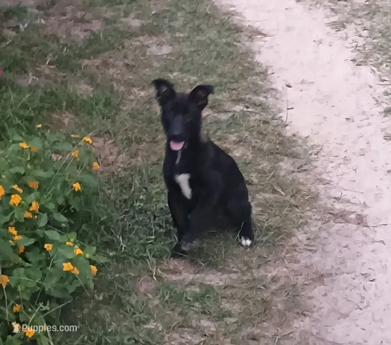 Foxy  – Belgian Malinois, German Shepherd Dog puppy for sale in Andalusia, AL