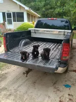 Lady, a female Belgian Malinois and German Shepherd Dog for sale in Andalusia, AL – 2 of 2