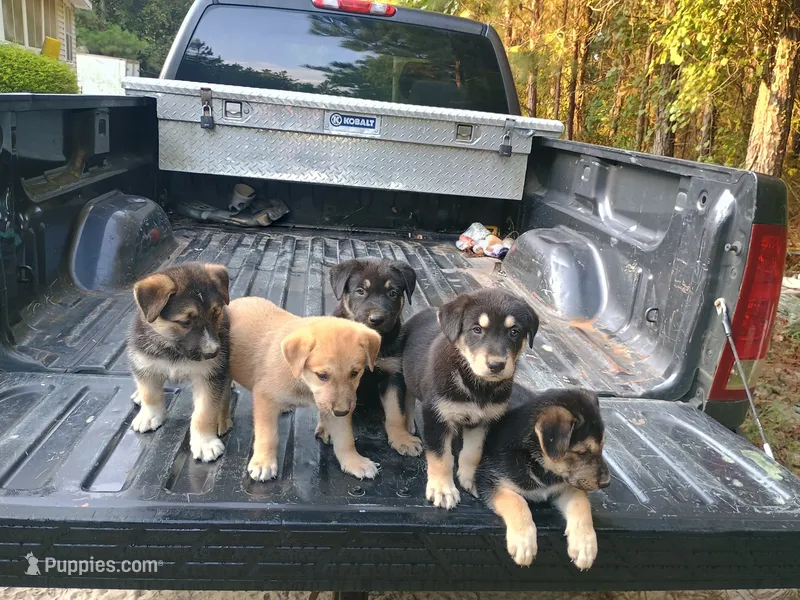 Husky  – Belgian Malinois, German Shepherd Dog puppy for sale in Andalusia, AL