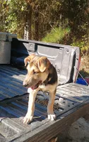 Zorro, a male Belgian Malinois and German Shepherd Dog for sale in Andalusia, AL – 2 of 4