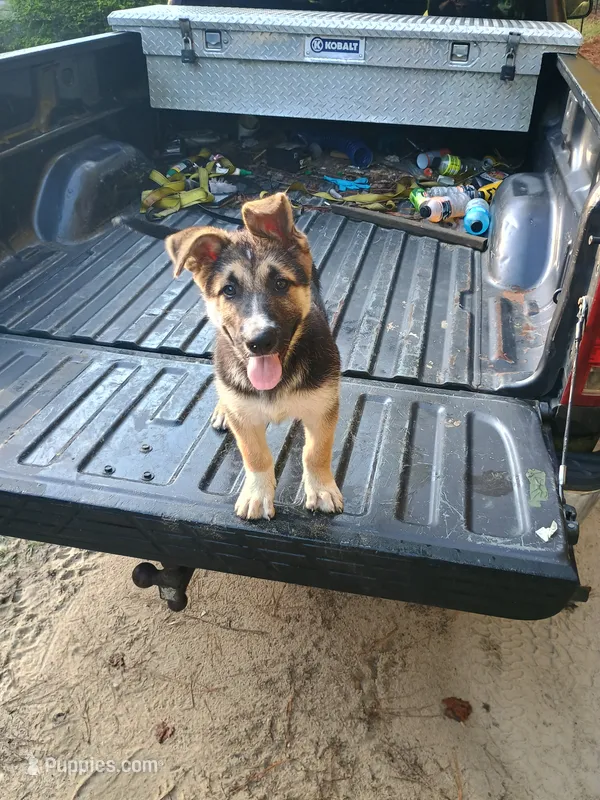 Bear – Belgian Malinois, German Shepherd Dog puppy for sale in Andalusia, AL